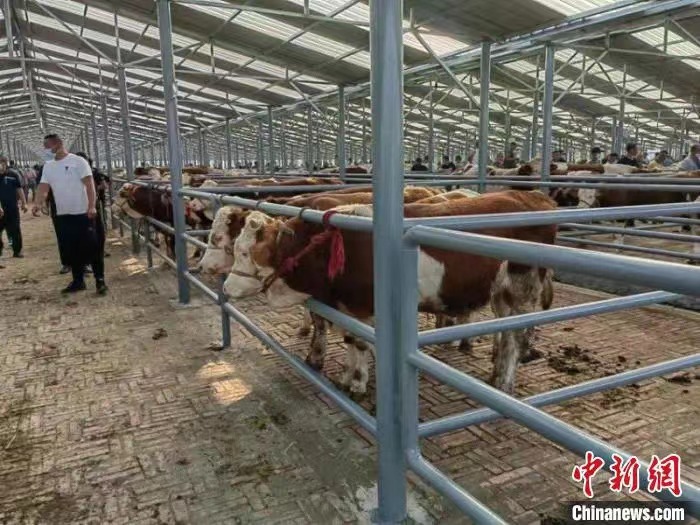 全国最大肉牛交易市场落户桦甸
